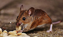 24 Hour & Emergency Exterminators in Birch Island, ME
